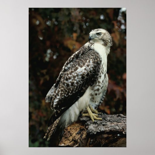 Red Tailed Hawk Photo Poster (Voorkant)