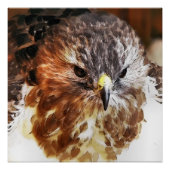 RED TAILED HAWK POSTER (Voorkant)