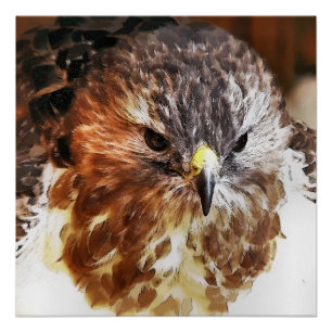 RED TAILED HAWK POSTER