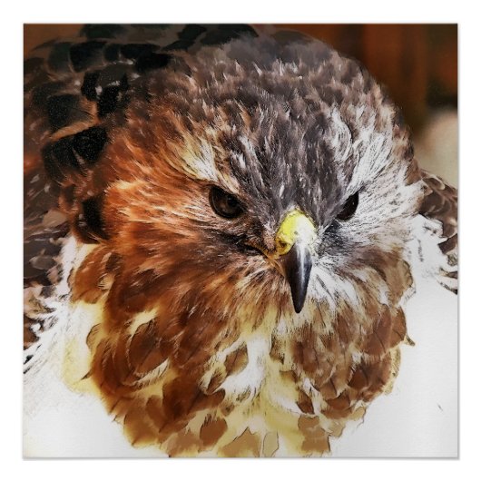 RED TAILED HAWK POSTER (Voorkant)