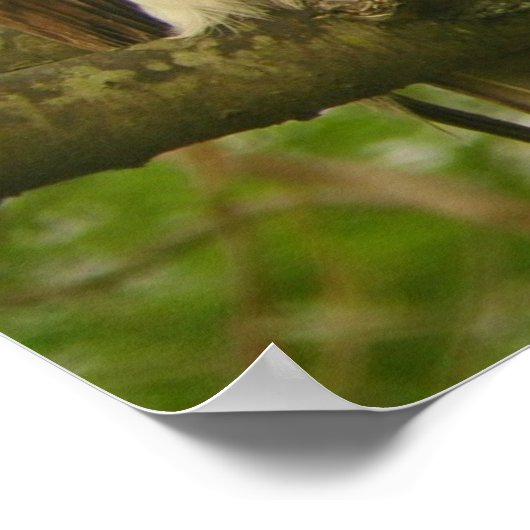 Red Tailed Hawk Poster (Hoek)