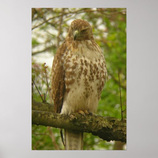 Red Tailed Hawk Poster (Voorkant)