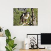 Red Tailed Hawk Poster (Thuiskantoor)