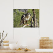 Red Tailed Hawk Poster (Keuken)