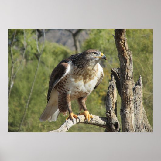 Red Tailed Hawk Poster (Voorkant)