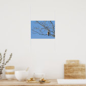 Red Tailed Hawk Poster (Keuken)