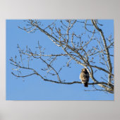 Red Tailed Hawk Poster (Voorkant)