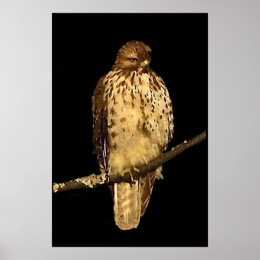 Red tailed Hawk Poster (Voorkant)