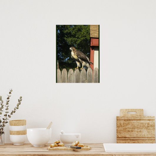 Red Tailed Hawk Poster (Keuken)