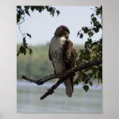 Red Tailed Hawk Poster (Voorkant)