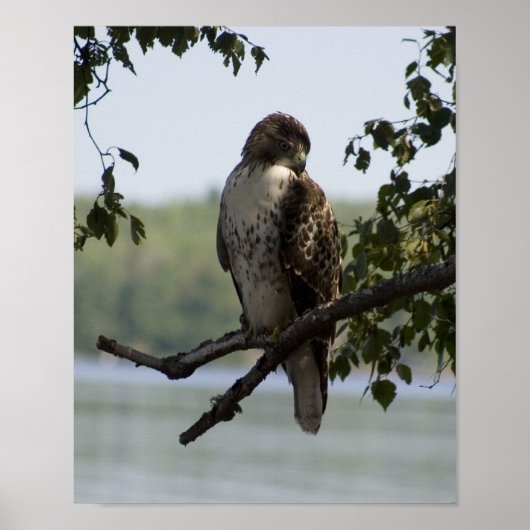 Red Tailed Hawk Poster (Voorkant)