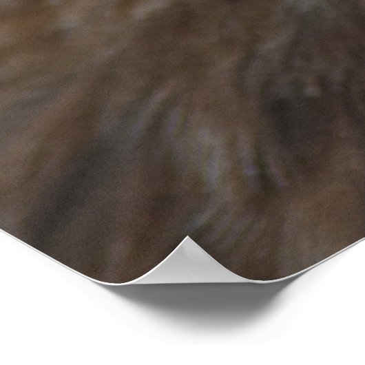 Red-Tailed Hawk Poster (Hoek)