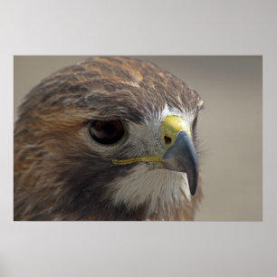 Red-Tailed Hawk Poster