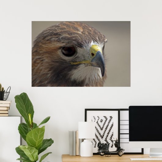 Red-Tailed Hawk Poster (Thuiskantoor)