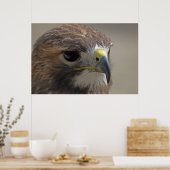 Red-Tailed Hawk Poster (Keuken)