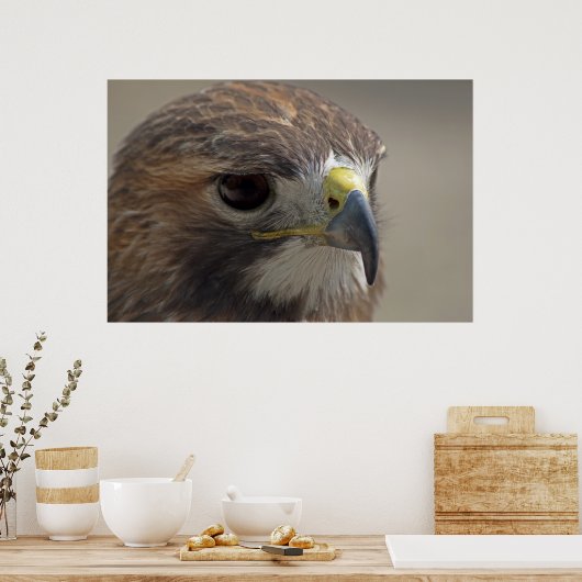 Red-Tailed Hawk Poster (Keuken)