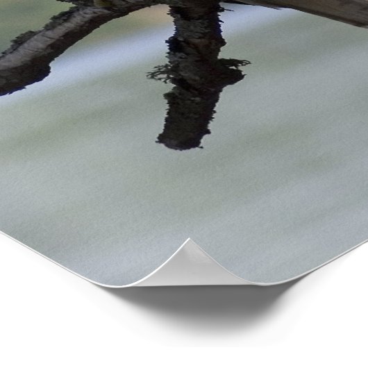 Red Tailed Hawk Poster (Hoek)