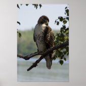 Red Tailed Hawk Poster (Voorkant)