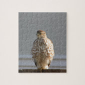 Red Tailed Hawk puzzel Legpuzzel (Verticaal)
