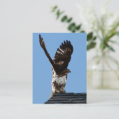 Red-Tailed Hawk Raised Wings Wildlife Foto Briefkaart (Staand voorkant)