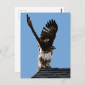 Red-Tailed Hawk Raised Wings Wildlife Foto Briefkaart (Voorkant / Achterkant)