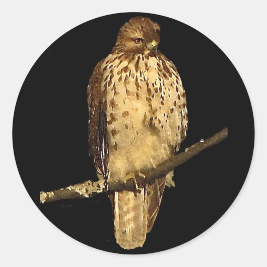 Red Tailed Hawk Ronde Sticker (Voorkant)