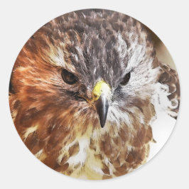 RED TAILED HAWK RONDE STICKER