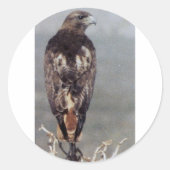 RED TAILED HAWK RONDE STICKER (Voorkant)