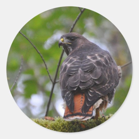 Red-Tailed Hawk Ronde Sticker (Voorkant)
