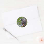 Red-Tailed Hawk Ronde Sticker (Envelop)