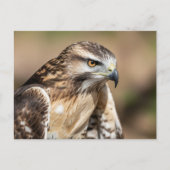 Red-tailed hawk Seating Briefkaart (Voorkant)