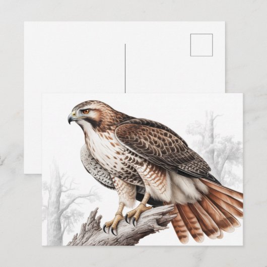 Red-tailed hawk sketch briefkaart (Voorkant / Achterkant)
