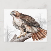 Red-tailed hawk sketch briefkaart (Voorkant)