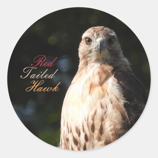 Red Tailed Hawk Stickers (Voorkant)