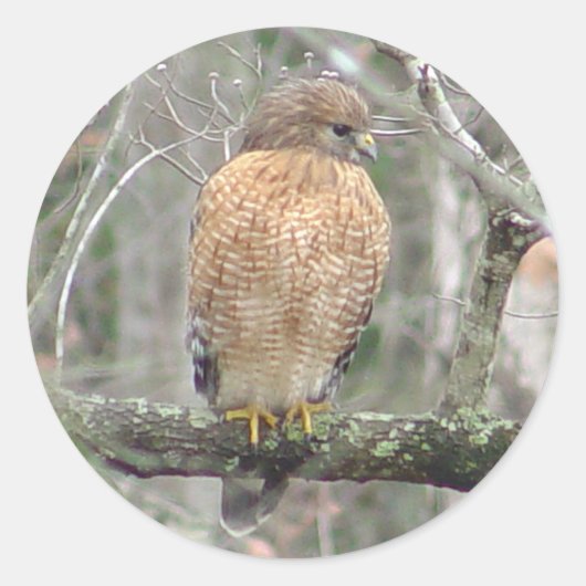 Red Tailed Hawk Stickers (Voorkant)