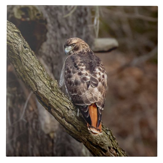 Red-Tailed Hawk Tegeltje (Voorkant)