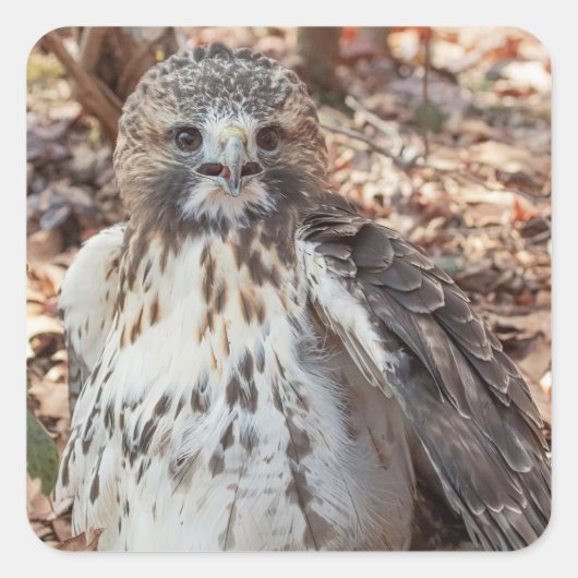 Red Tailed Hawk Vierkante Sticker (Voorkant)
