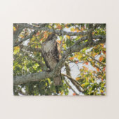 Red-Tailed Hawk - vogels van Prey Jigzaag Puzzle Legpuzzel (Horizontaal)
