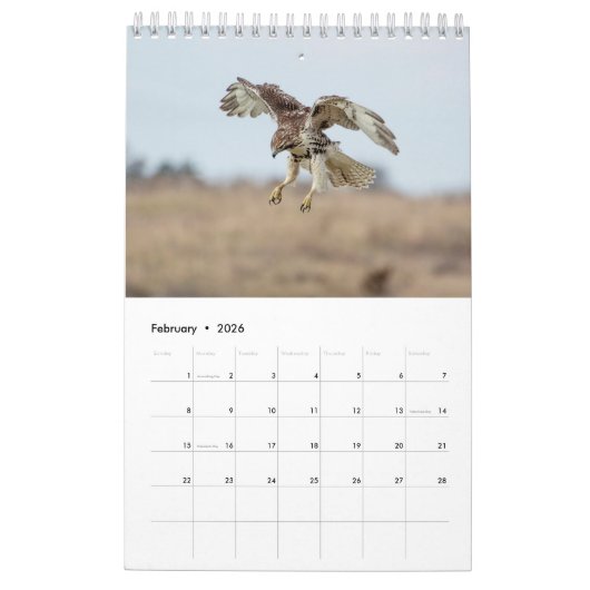 Red Tailed Hawks 2026 Kalender (Feb 2026)