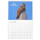 RED TAILED HAWKS OF OHIO KALENDER (Jan 2027)