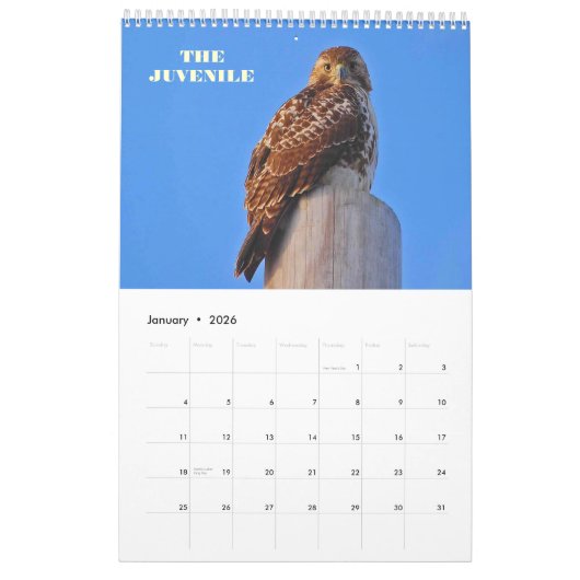 RED TAILED HAWKS OF OHIO KALENDER (Jan 2026)