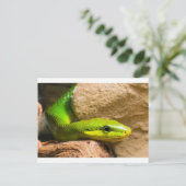 Red Tailed Racer Briefkaart (Staand voorkant)