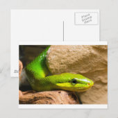 Red Tailed Racer Briefkaart (Voorkant / Achterkant)