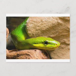 Red Tailed Racer Briefkaart