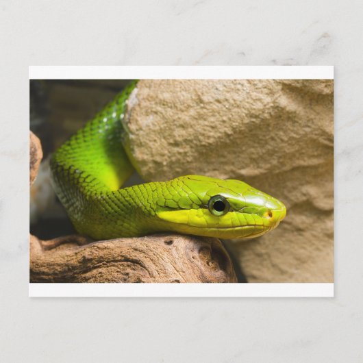 Red Tailed Racer Briefkaart (Voorkant)
