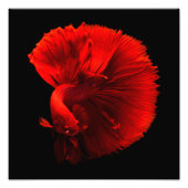 Red Tailing Fish Cntr Foto Afdruk (Voorkant)