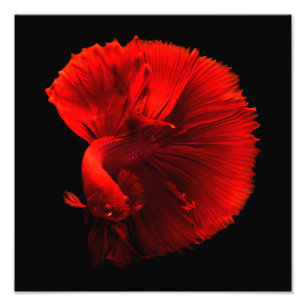 Red Tailing Fish Cntr Foto Afdruk