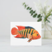 Red Terror Cichlid Briefkaart (Staand voorkant)