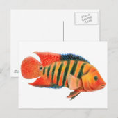 Red Terror Cichlid Briefkaart (Voorkant / Achterkant)