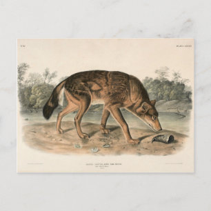 Red Texan Wolf (Canis lupus) uit Noord-Amerika Briefkaart